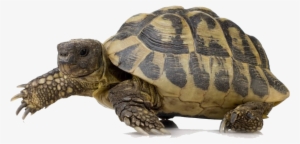 Turtle Png - Timberline Fisheries Timberline Reptile Salad - 40g