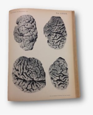 Image Library Library Anatomy S Photography Objectivity - Peony