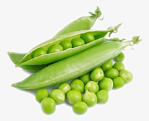 Peas Drawing Family - Green Peas