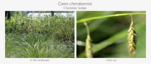 Click Here To See Our Full Carex Collection And Here - Sedges