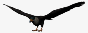 Eagle - Aguila Png