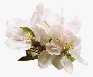 Spring Pictures Apple Blossom Png - Cherry Blossom