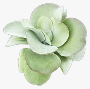 Succulent Png Image Transparent Library - Succulent Png