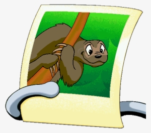 Sloth Picture - Hippopotamus