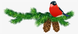 Christmas Tree Branch Png Download - Pine Branches Clip Art