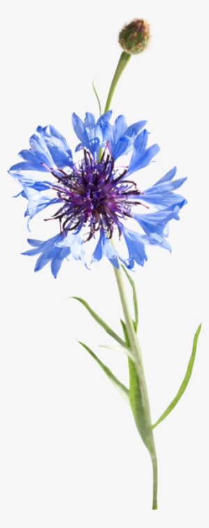 Pin By Maureen Muhlestein Clip Art Transparent - Bleuets Png