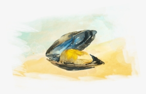 Oyster Drawing Watercolor - Mussel