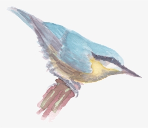 Bird Standing On The Trunk Ready To Take Off Watercolor - Portable Network Graphics