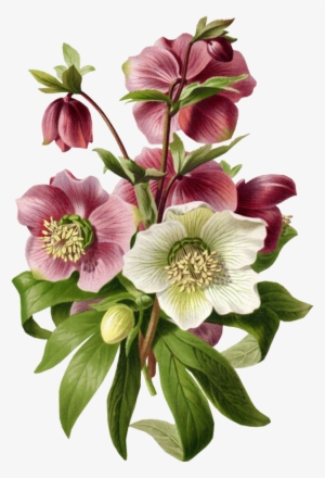 Cute Flower Pastel Spring Png Overlay Edits Edit Kpoped - Fiori Per Decoupage Da Stampare