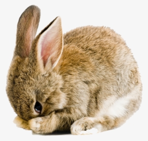 Easter Rabbit Png Pic - Scared Rabbit