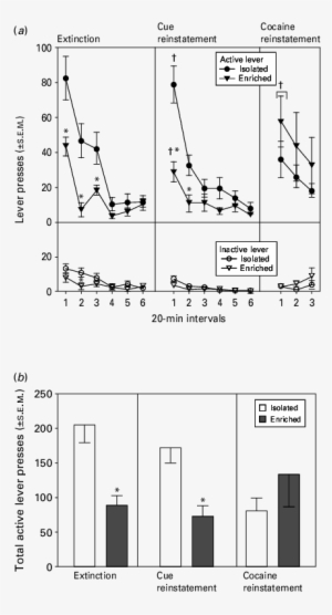 Cocaine Seeking Behaviour Illustrated As Active Lever - Diagram