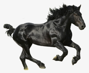 Download Png Image Report - Black Horse Transparent Background