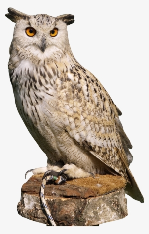 Eagle Owl Png Transparent Image - Owl Png