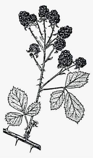 , , - Blackberry Branch Drawing