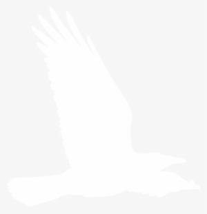 54383e78a869fda429f6a16e Logo Crow 2 - Accipitridae