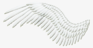 Feathered Wing - Angel Wing With Transparent Background