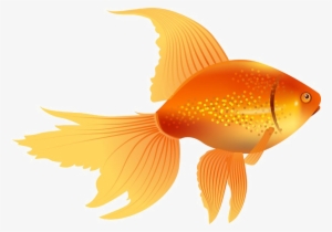 Goldfish Png Image - Golden Fish Clip Art