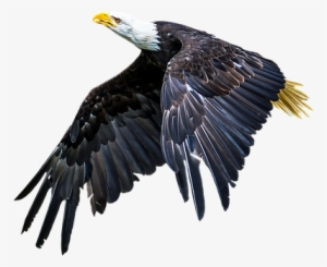 Animal,bird,adler,animal World,wing,nature,bald Eagle, - Animal
