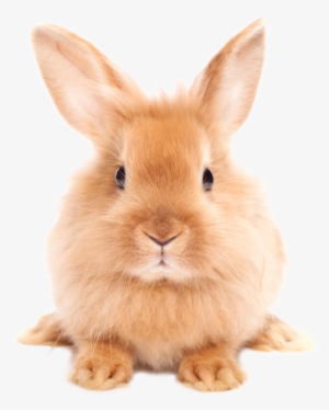 Full - Rabbit Png