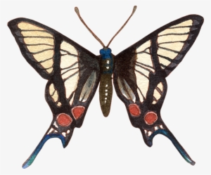 Bleed Area May Not Be Visible - Botanical Illustration