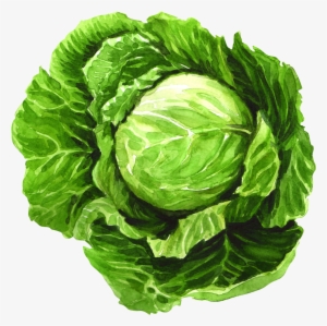 Cabbage Watercolor Painting Leaf Vegetable Illustration - Painting Of Cabbage