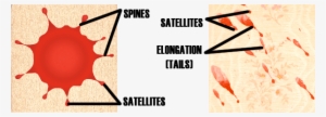 This Image For Decorative Purposes Only - Satellites Blood Pattern Analysis