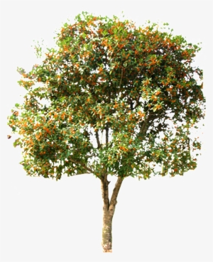 This Graphics Is Beautiful Hd Spring Tree Vector About - Tree