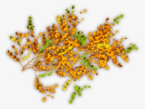 12 288k Creepers Greens A 06 Feb 2009 - Plants