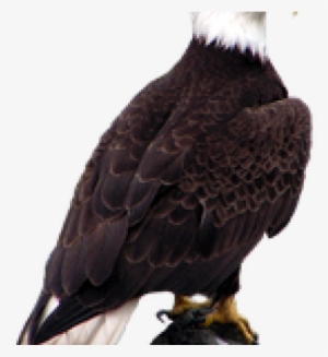 Bald Eagle Png Transparent Images - Bald Eagle
