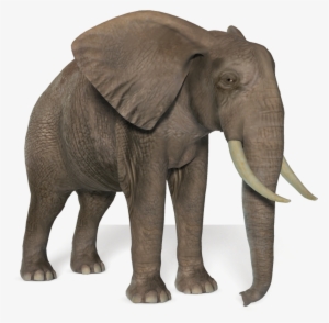 Elephant Png Picture - Elephant Png Hd