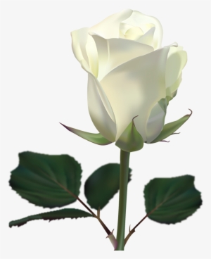 Go To Image - White Rose Wallpaper Png