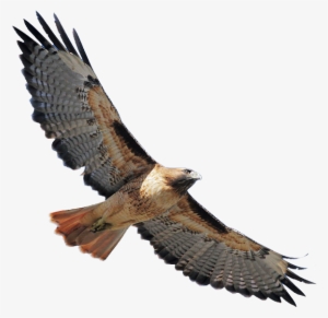 Red Shouldered Hawk Png Banner Stock - Red Tailed Hawk Transparent