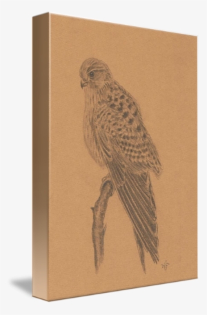 European Kestrel - Hawk