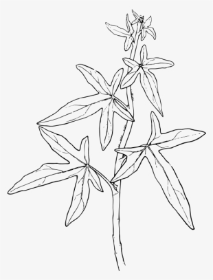 Free Vector Outline Ivy Plant Clip Art - Plant Outline