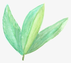 Hand Painted Three Leaves Branches Transparent - Agave