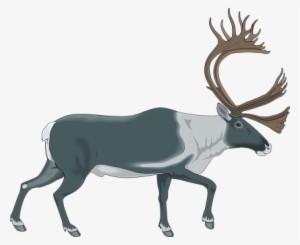Reindeer Gray White Color Walking Moose An - Caribou Clipart Png
