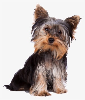 Beds, Collars And Accessories - Yorkshire Terrier Dog Png