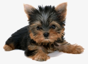 Vector Freeuse Download Yorkshire Terrier Puppy Desktop - Yorkshire Terrier Puppy