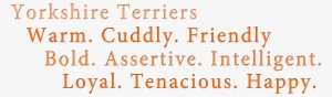 Characteristic Yorkshire Terrier Yorkie - Yorkshire Terrier