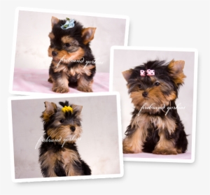 Updated - - Yorkshire Terrier