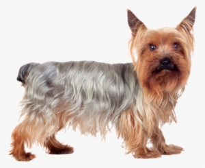 Yorkie I'm A Cutie Nail Art - Yorkshire Terrier