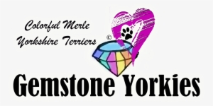 Home - Yorkshire Terrier