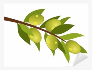Zeytin Dalı Vektörel Png