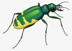 This Graphics Is 22 Insects About Insect Insect, Clipart, - Green And Yellow Bugs