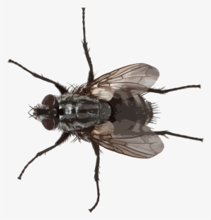 Flying Pests Hr - Imagini Musca