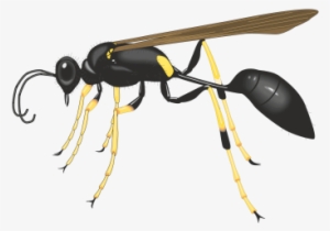 Commercial Use Flying Insects, Insect, Nature, Animal - Insect