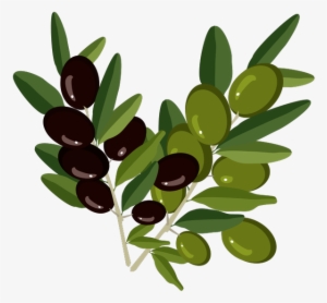 Оливки, Веточка Оливы, Olive Branch, Oliven, Olivenzweig, - Веточки Оливы Пнг