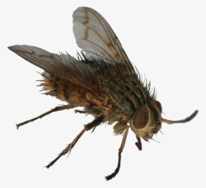 With Several Thousand Sheep As Neighbours, It's No - Butterfly