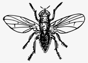 Fly Brush-footed Butterflies Insect Bee Drawing - Drawing