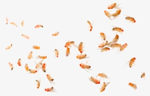 Each Jar Contains Several Fruit Flies - Common Fruit Fly